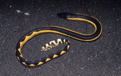 Pelamis platura