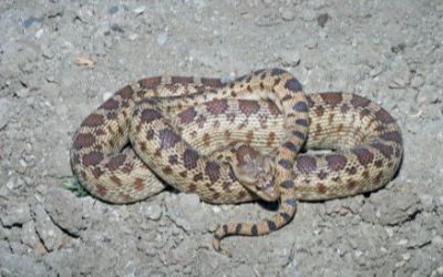 Pituophis catenifer catenifer