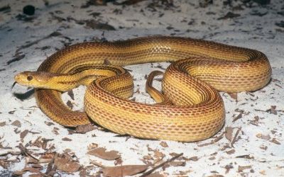 Pituophis catenifer catenifer