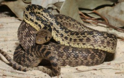 Pituophis catenifer pumilis