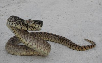 Pituophis catenifer sayi