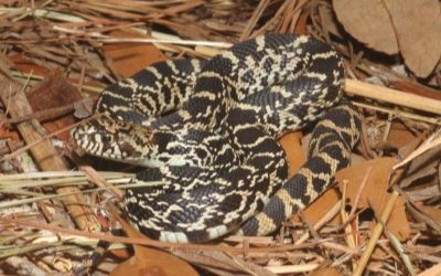 Pituophis catenifer sayi