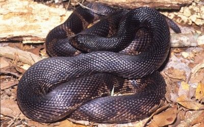 Pituophis melanoleucus lodingi