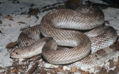 Pituophis melanoleucus mugitus