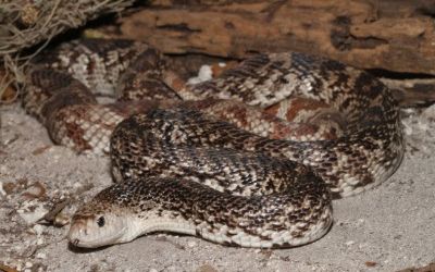 Pituophis melanoleucus mugitus