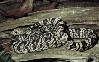 Pituophis melanoleucus mugitus