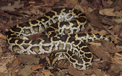 Python bivittatus