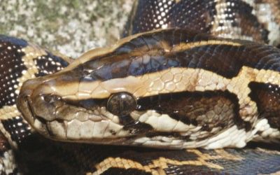 Python bivittatus