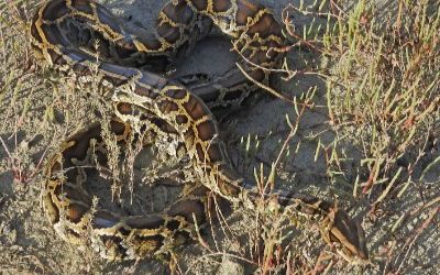 Python bivittatus