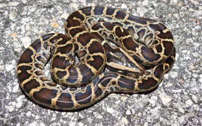 Python bivittatus