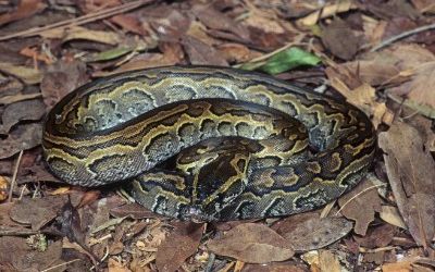 Python sebae