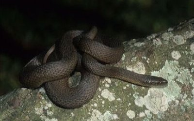 Regina grahamii