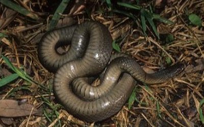 Regina grahamii