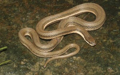 Regina septemvittata