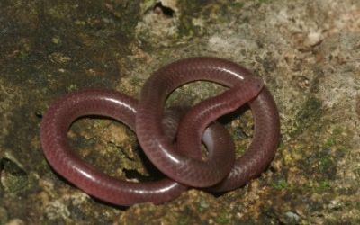 Rena dulcis rubellum