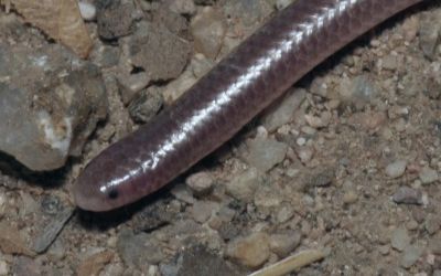 Rena humilus utahensis