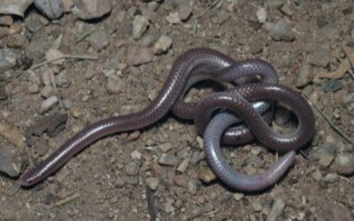 Rena humilus utahensis