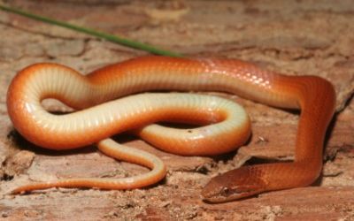 Rhadinea flavilata
