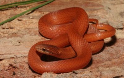 Rhadinea flavilata