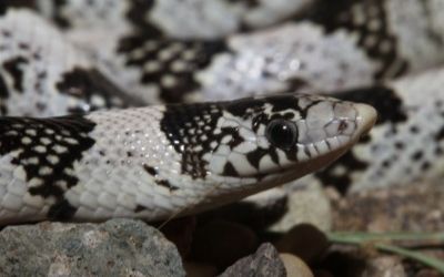 Rhinocheilus lecontei
