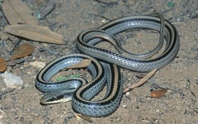 Salvadora grahamiae grahamiae
