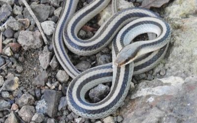 Salvadora grahamiae grahamiae