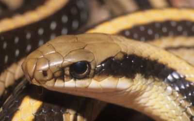 Salvadora grahamiae lineata