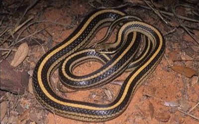 Salvadora grahamiae lineata