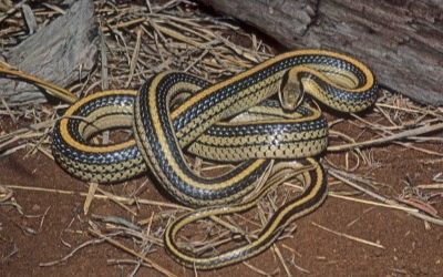 Salvadora grahamiae lineata