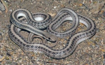 Salvadora hexalepis hexalepis