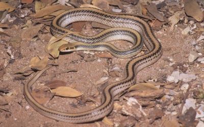 Salvadora hexalepis hexalepis