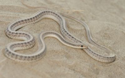 Salvadora hexalepis hexalepis