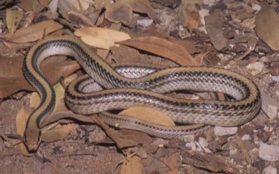 Salvadora hexalepis mojavensis