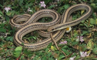 Salvadora hexalepis mojavensis