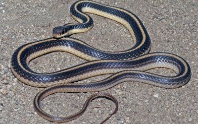 Salvadora hexalepis virgultea