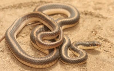 Salvadora hexalepis virgultea
