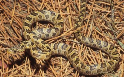 Senticolis triaspis intermedia