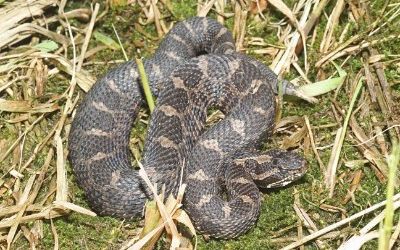 Sistrurus catenatus