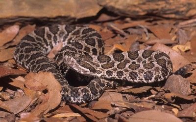 Sistrurus catenatus