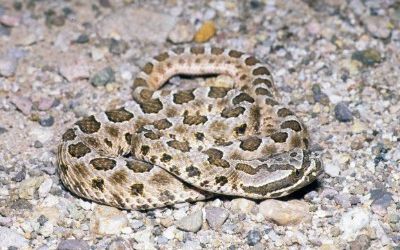 Sistrurus catenatus edwardsi