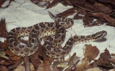 Sistrurus catenatus edwardsi