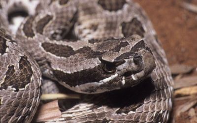 Sistrurus catenatus edwardsi