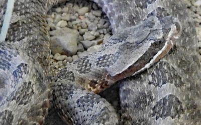 Sistrurus catenatus edwardsi