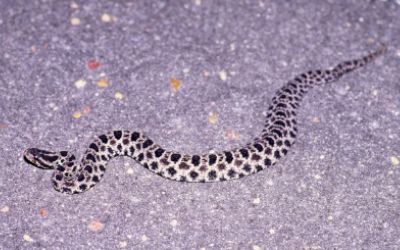 Sistrurus miliarius barbouri