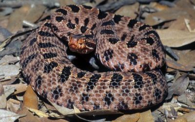 Sistrurus miliarius miliarius