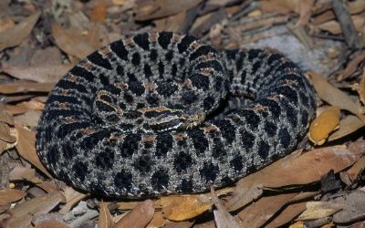 Sistrurus miliarius miliarius