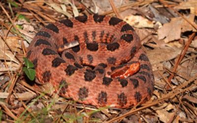 Sistrurus miliarius miliarius