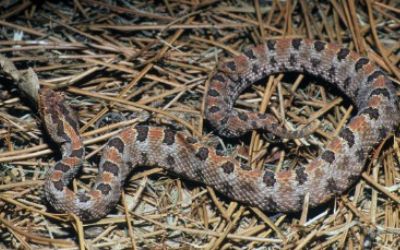 Sistrurus miliarius miliarius