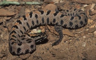Sistrurus miliarius streckeri
