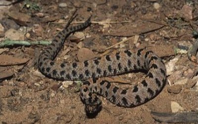 Sistrurus miliarius streckeri